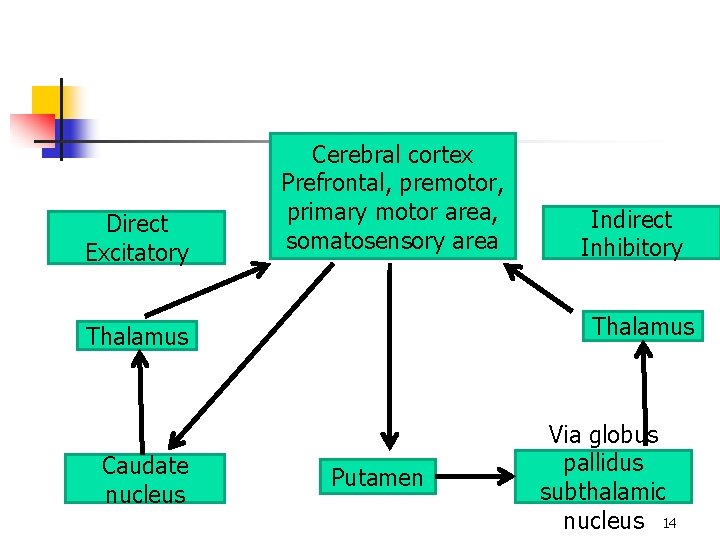Direct Excitatory Cerebral cortex Prefrontal, premotor, primary motor area, somatosensory area Thalamus Caudate nucleus