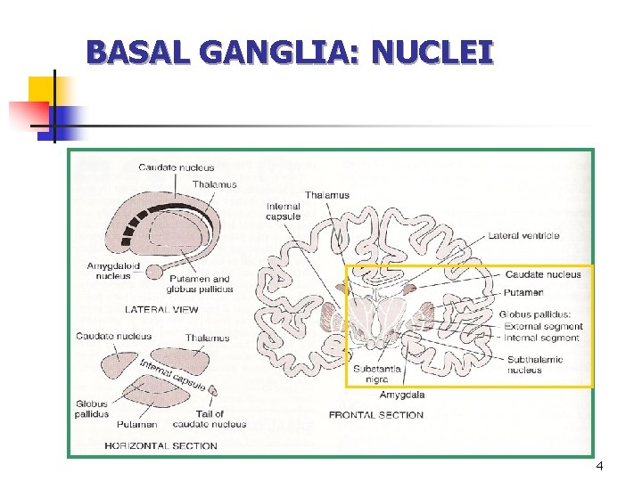 BASAL GANGLIA: NUCLEI 4 