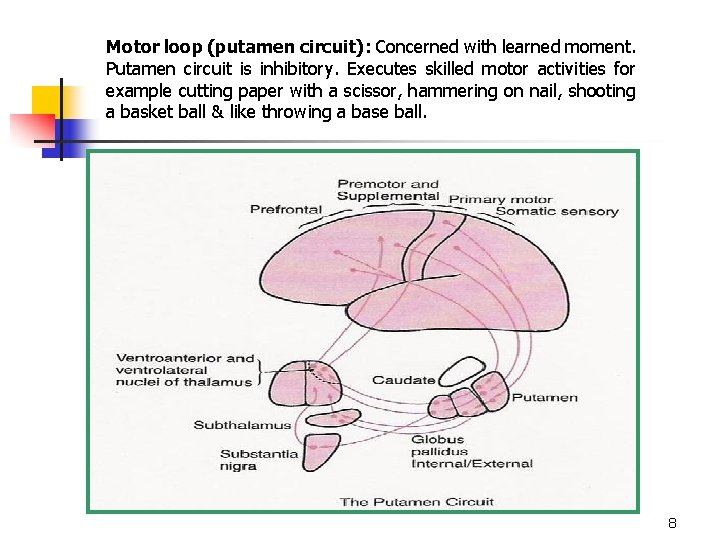 Motor loop (putamen circuit): Concerned with learned moment. Putamen circuit is inhibitory. Executes skilled