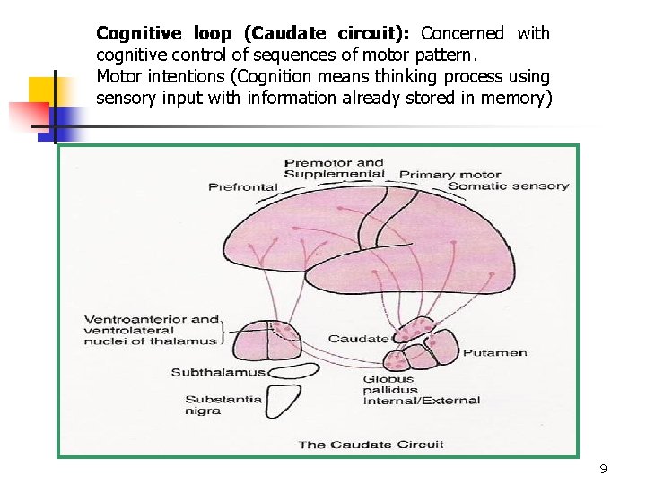 Cognitive loop (Caudate circuit): Concerned with cognitive control of sequences of motor pattern. Motor
