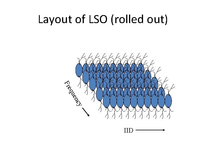 Layout of LSO (rolled out) Fre enc qu y IID 