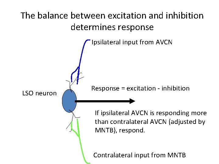 The balance between excitation and inhibition determines response Ipsilateral input from AVCN LSO neuron