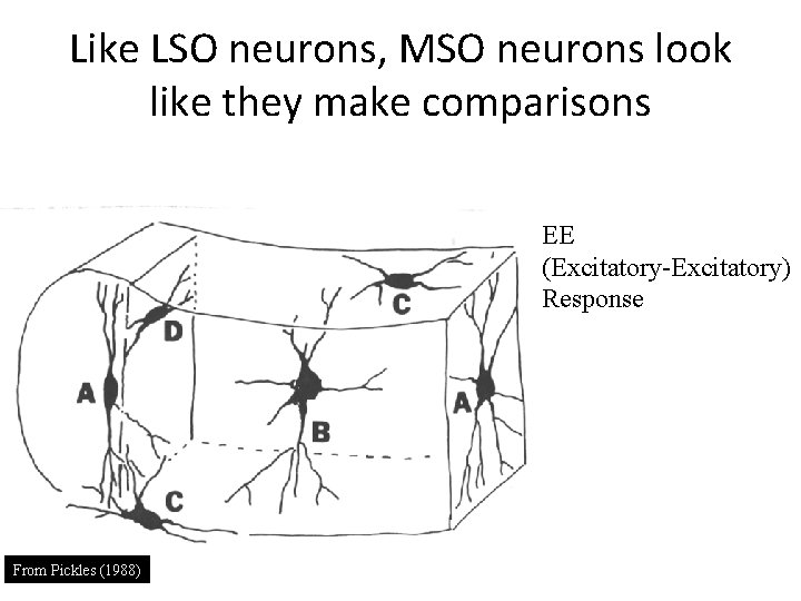 Like LSO neurons, MSO neurons look like they make comparisons EE (Excitatory-Excitatory) Response From