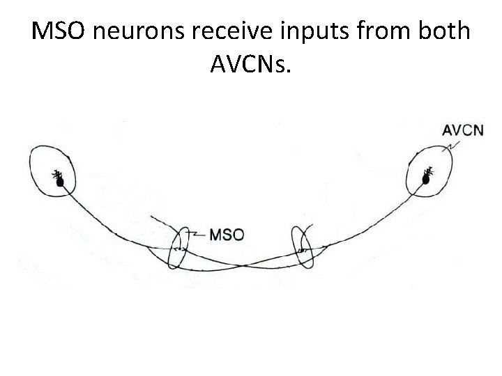MSO neurons receive inputs from both AVCNs. 
