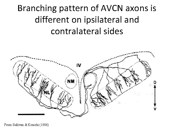 Branching pattern of AVCN axons is different on ipsilateral and contralateral sides From Sullivan