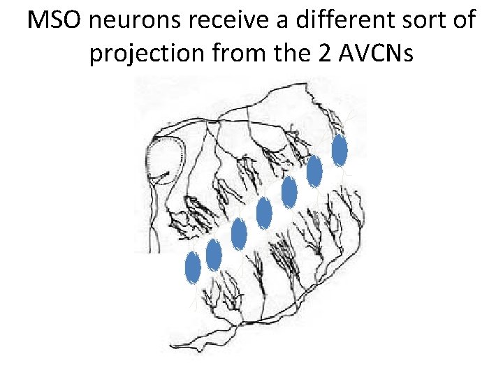 MSO neurons receive a different sort of projection from the 2 AVCNs 