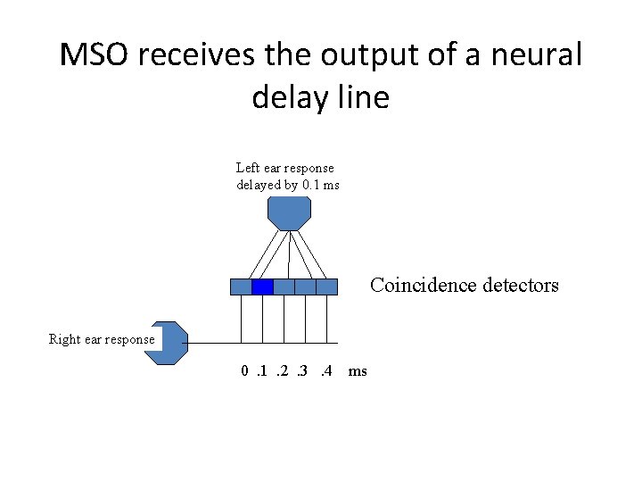 MSO receives the output of a neural delay line Left ear response delayed by