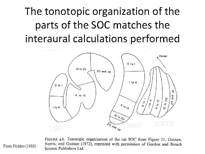 The tonotopic organization of the parts of the SOC matches the interaural calculations performed