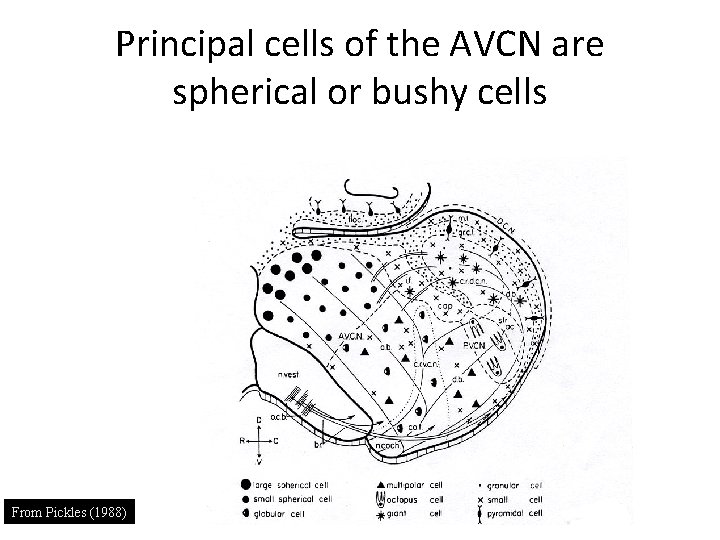 Principal cells of the AVCN are spherical or bushy cells From Pickles (1988) 