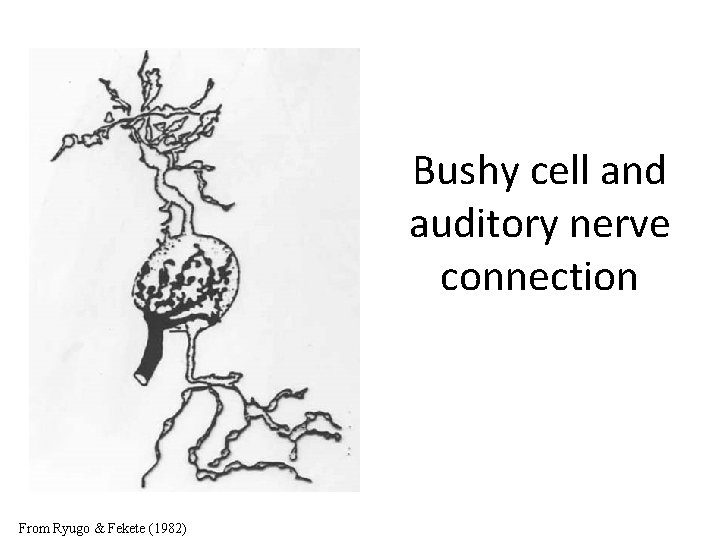 Bushy cell and auditory nerve connection From Ryugo & Fekete (1982) 