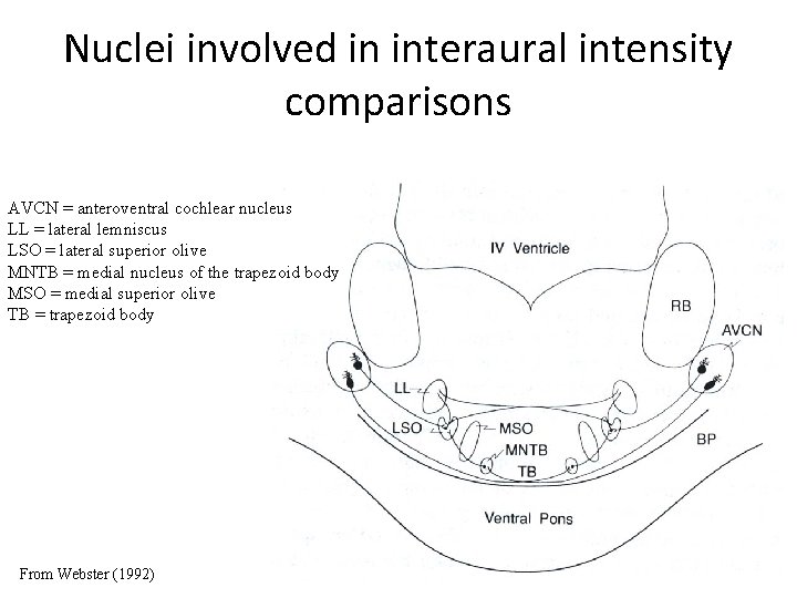 Nuclei involved in interaural intensity comparisons AVCN = anteroventral cochlear nucleus LL = lateral