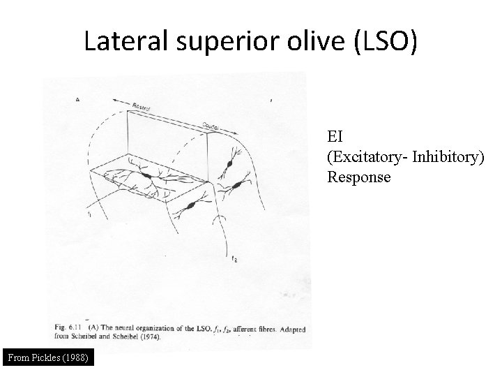 Lateral superior olive (LSO) EI (Excitatory- Inhibitory) Response From Pickles (1988) 