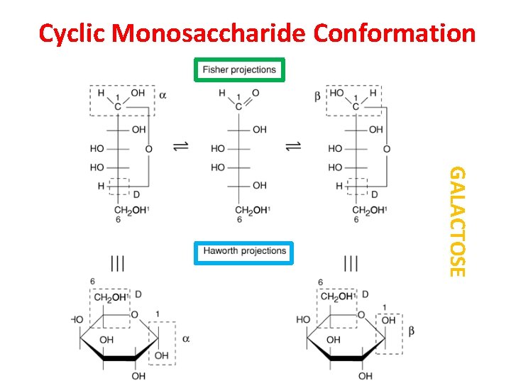 Cyclic Monosaccharide Conformation GALACTOSE 