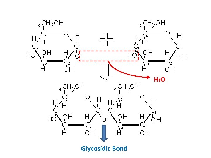 H 2 O Glycosidic Bond 