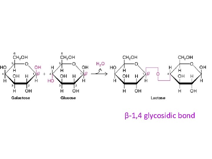 β-1, 4 glycosidic bond 
