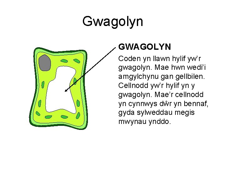 Gwagolyn GWAGOLYN Coden yn llawn hylif yw’r gwagolyn. Mae hwn wedi’i amgylchynu gan gellbilen.