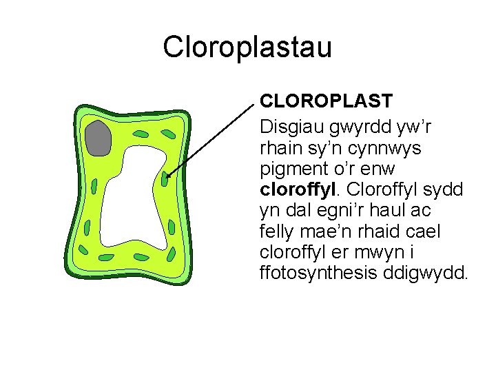 Cloroplastau CLOROPLAST Disgiau gwyrdd yw’r rhain sy’n cynnwys pigment o’r enw cloroffyl. Cloroffyl sydd