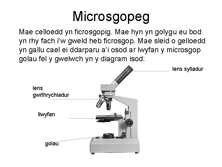 Microsgopeg Mae celloedd yn ficrosgopig. Mae hyn yn golygu eu bod yn rhy fach