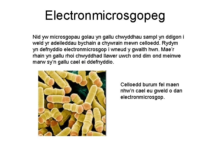 Electronmicrosgopeg Nid yw microsgopau golau yn gallu chwyddhau sampl yn ddigon i weld yr