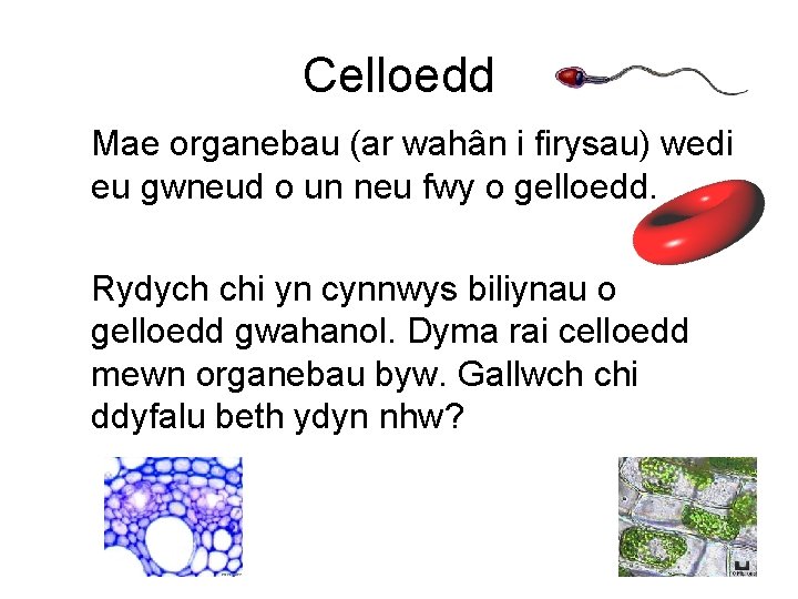 Celloedd Mae organebau (ar wahân i firysau) wedi eu gwneud o un neu fwy