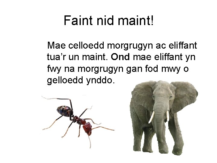 Faint nid maint! Mae celloedd morgrugyn ac eliffant tua’r un maint. Ond mae eliffant