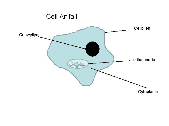 Cell Anifail Cellbilen Cnewyllyn mitocondria Cytoplasm 