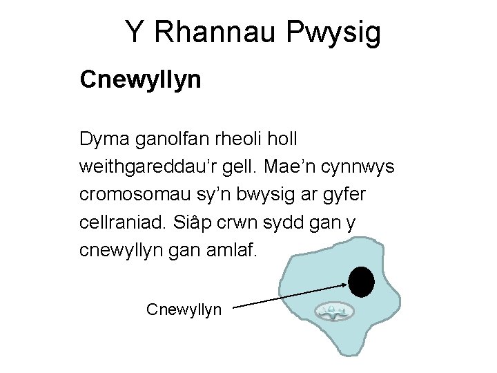 Y Rhannau Pwysig Cnewyllyn Dyma ganolfan rheoli holl weithgareddau’r gell. Mae’n cynnwys cromosomau sy’n