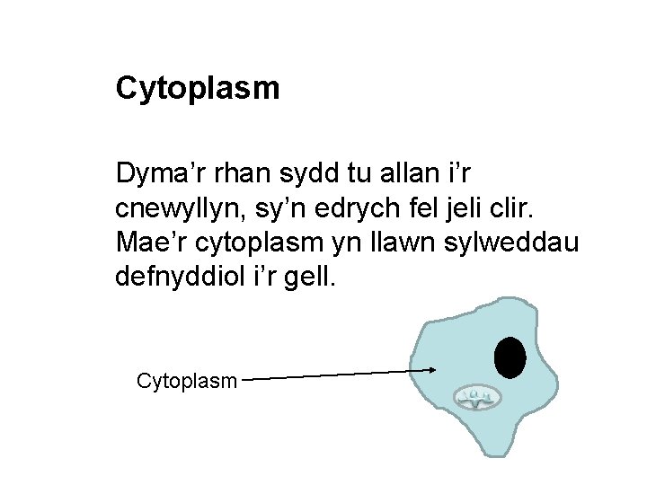 Cytoplasm Dyma’r rhan sydd tu allan i’r cnewyllyn, sy’n edrych fel jeli clir. Mae’r