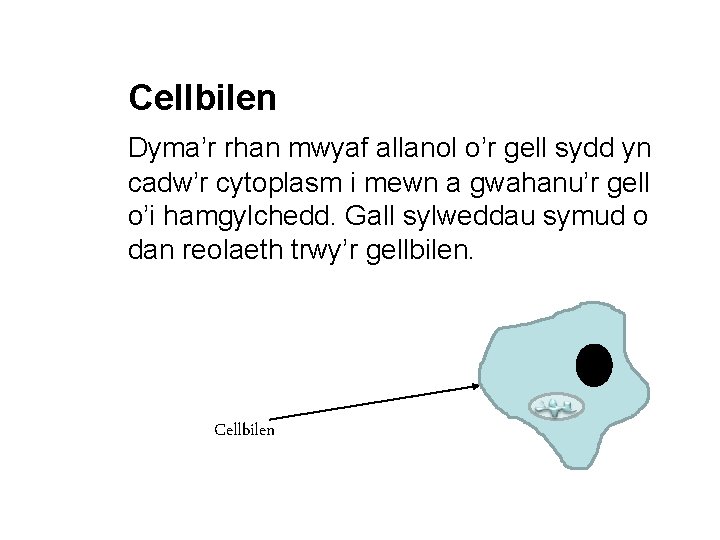 Cellbilen Dyma’r rhan mwyaf allanol o’r gell sydd yn cadw’r cytoplasm i mewn a