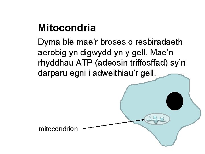 Mitocondria Dyma ble mae’r broses o resbiradaeth aerobig yn digwydd yn y gell. Mae’n