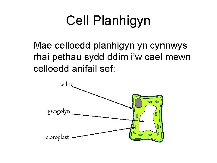 Cell Planhigyn Mae celloedd planhigyn yn cynnwys rhai pethau sydd ddim i’w cael mewn