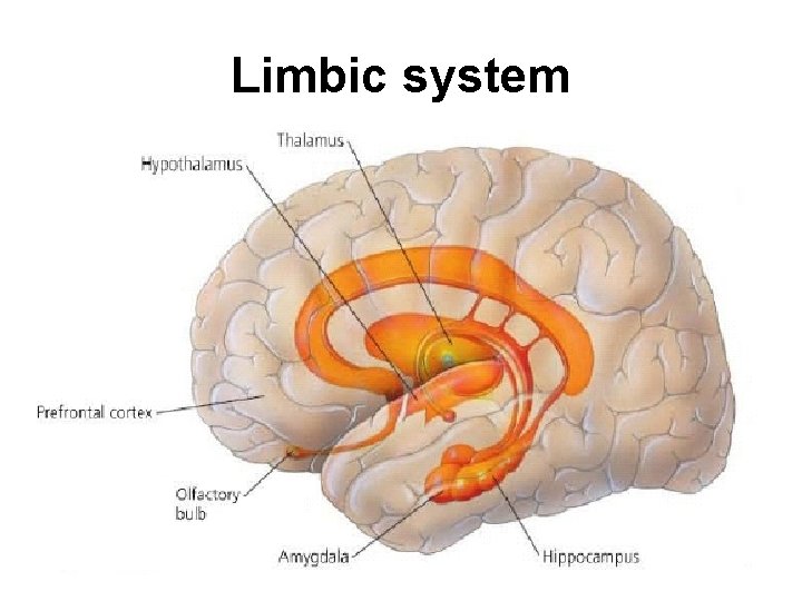 Limbic system 