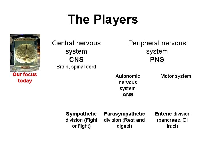 The Players Central nervous system CNS Peripheral nervous system PNS Brain, spinal cord Our