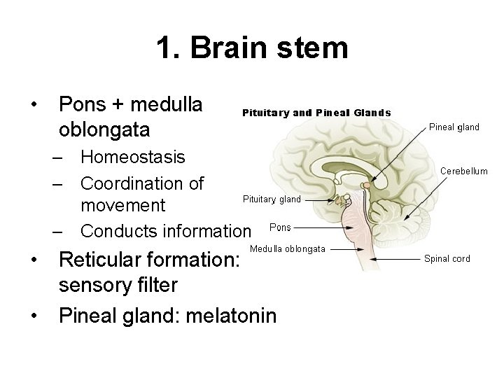 1. Brain stem • Pons + medulla oblongata – Homeostasis – Coordination of movement