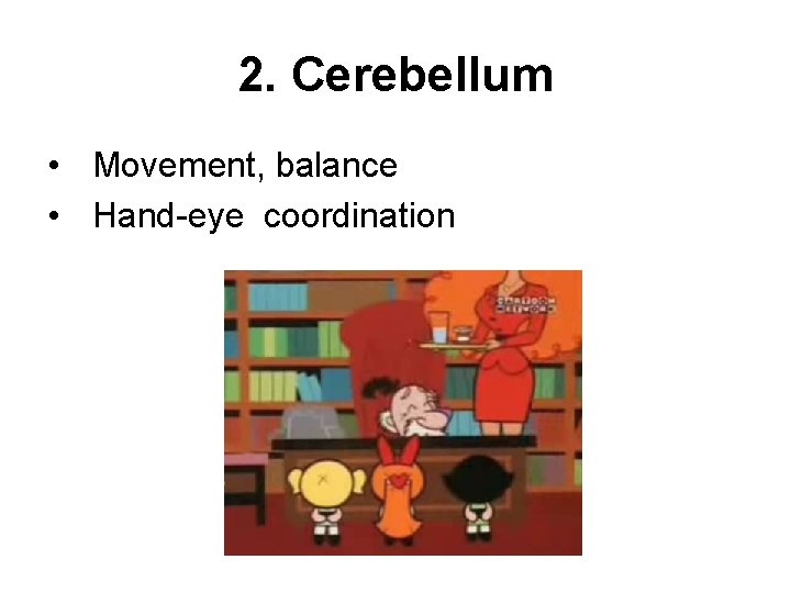 2. Cerebellum • Movement, balance • Hand-eye coordination 