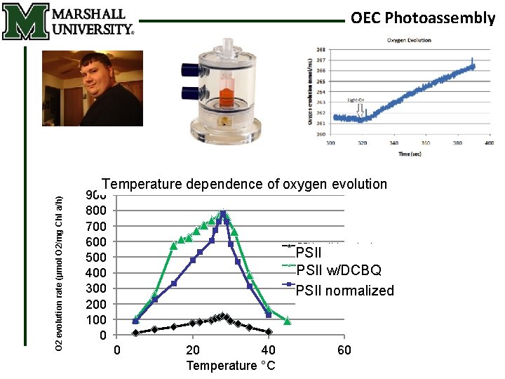 OEC Photoassembly O 2 evolution rate (µmol O 2/mg Chl a/h) Temperature dependence of