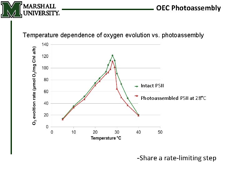 OEC Photoassembly Temperature dependence of oxygen evolution vs. photoassembly Intact PSII Photoassembled PSII at