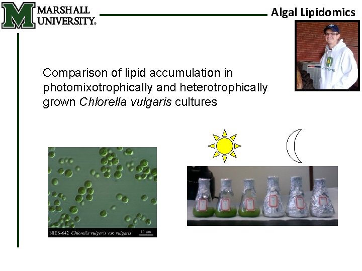 Algal Lipidomics Comparison of lipid accumulation in photomixotrophically and heterotrophically grown Chlorella vulgaris cultures