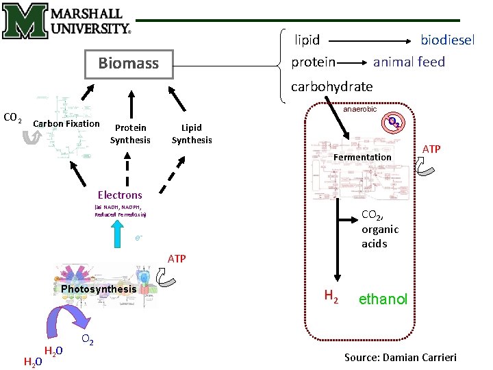 lipid protein Biomass biodiesel animal feed carbohydrate CO 2 anaerobic Carbon Fixation Protein Synthesis