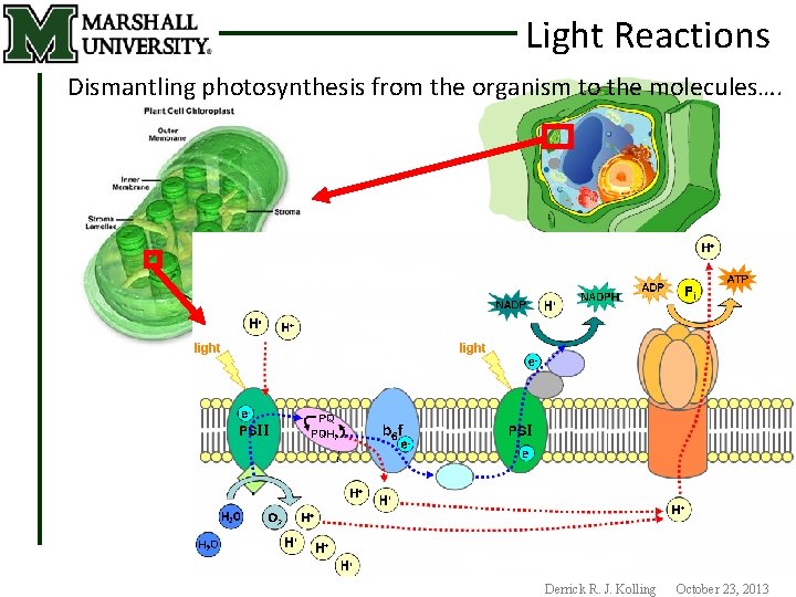 Light Reactions Dismantling photosynthesis from the organism to the molecules…. Derrick R. J. Kolling