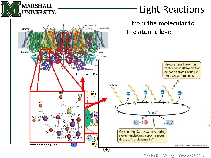 Light Reactions …from the molecular to the atomic level Barber & Iwata (2004) Science