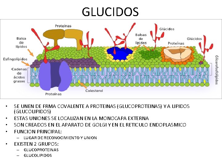 GLUCIDOS • • SE UNEN DE FRMA COVALENTE A PROTEINAS (GLUCOPROTEINAS) Y A LIPIDOS