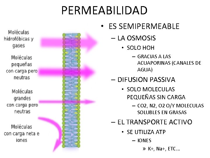 PERMEABILIDAD • ES SEMIPERMEABLE – LA OSMOSIS • SOLO HOH – GRACIAS A LAS