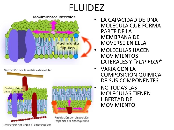 FLUIDEZ • LA CAPACIDAD DE UNA MOLECULA QUE FORMA PARTE DE LA MEMBRANA DE