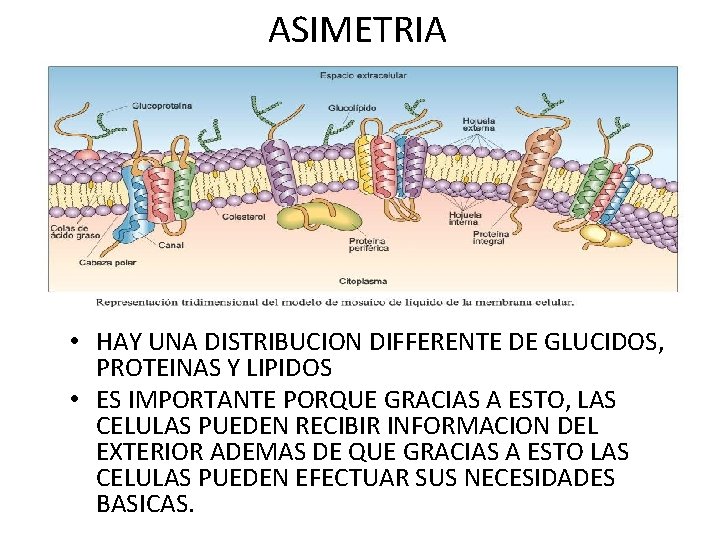 ASIMETRIA • HAY UNA DISTRIBUCION DIFFERENTE DE GLUCIDOS, PROTEINAS Y LIPIDOS • ES IMPORTANTE