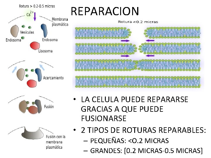 REPARACION • LA CELULA PUEDE REPARARSE GRACIAS A QUE PUEDE FUSIONARSE • 2 TIPOS