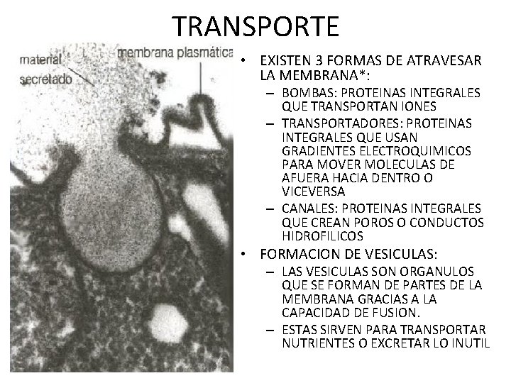 TRANSPORTE • EXISTEN 3 FORMAS DE ATRAVESAR LA MEMBRANA*: – BOMBAS: PROTEINAS INTEGRALES QUE