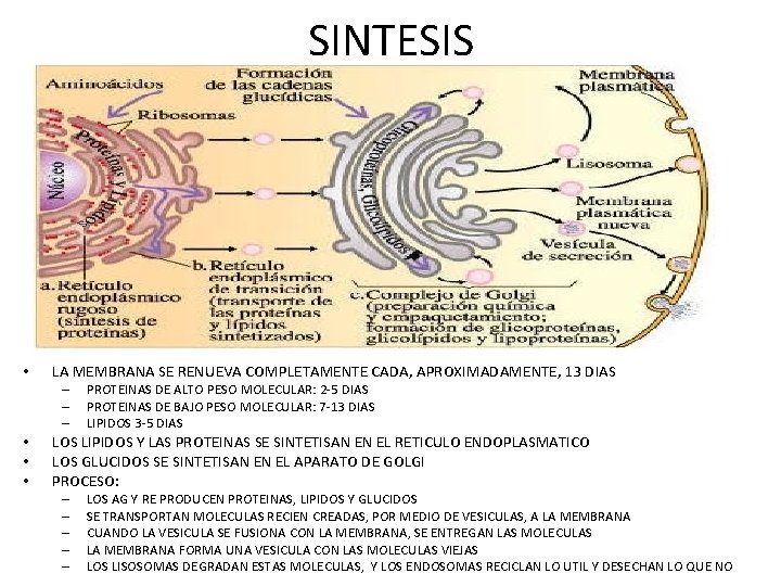 SINTESIS • LA MEMBRANA SE RENUEVA COMPLETAMENTE CADA, APROXIMADAMENTE, 13 DIAS – – –