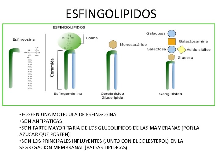 ESFINGOLIPIDOS • POSEEN UNA MOLECULA DE ESFINGOSINA • SON ANFIPATICAS • SON PARTE MAYORITARIA