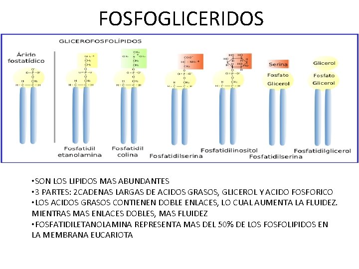 FOSFOGLICERIDOS • SON LOS LIPIDOS MAS ABUNDANTES • 3 PARTES: 2 CADENAS LARGAS DE